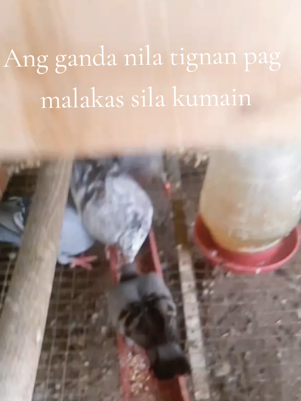 @Toliks