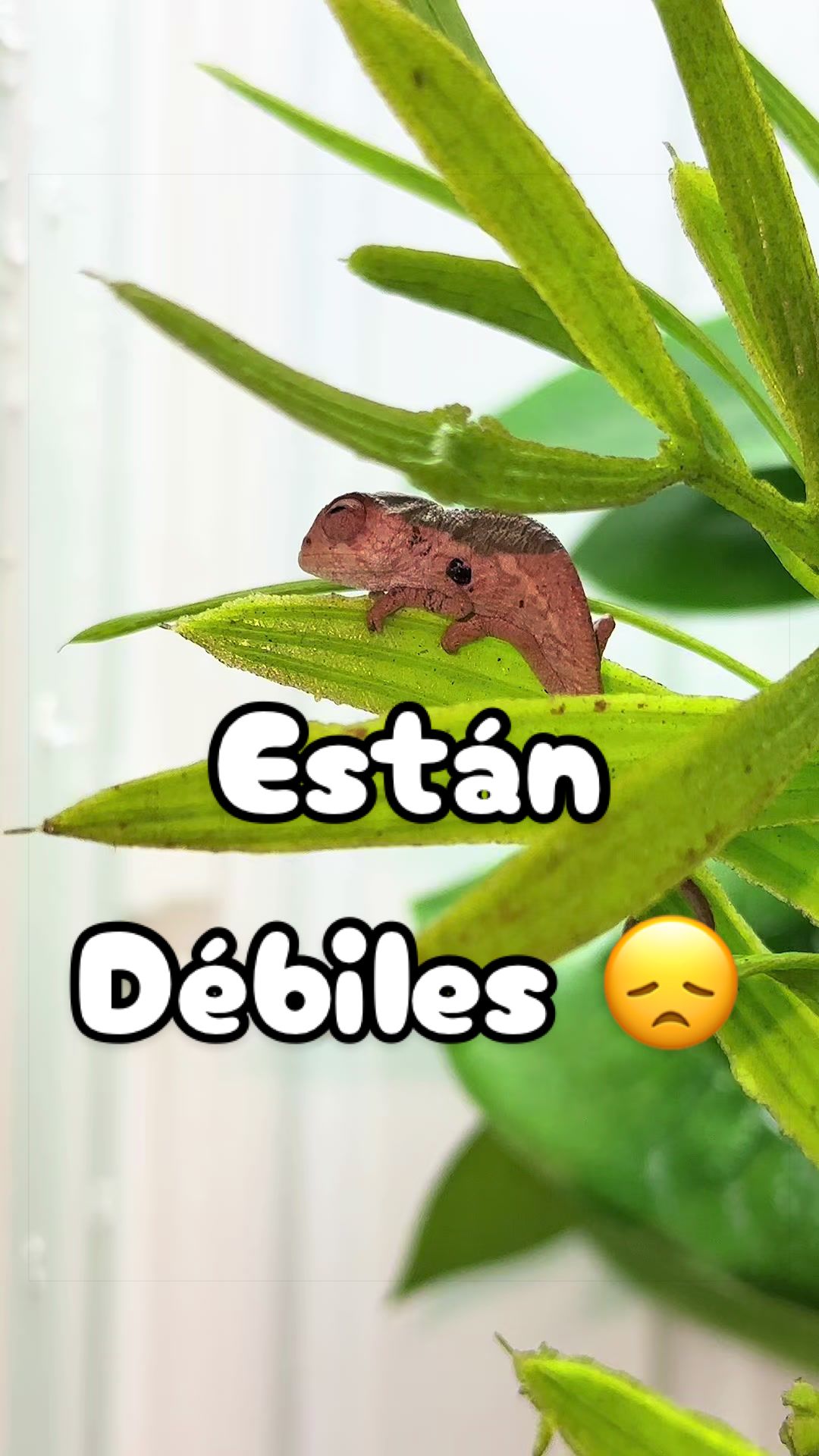 @ReptilMania