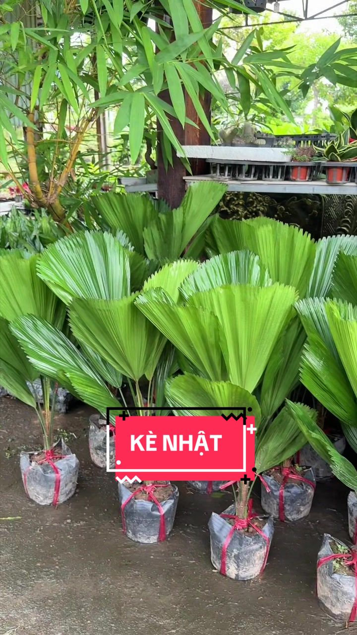 @Cây Xanh Phong Hồng