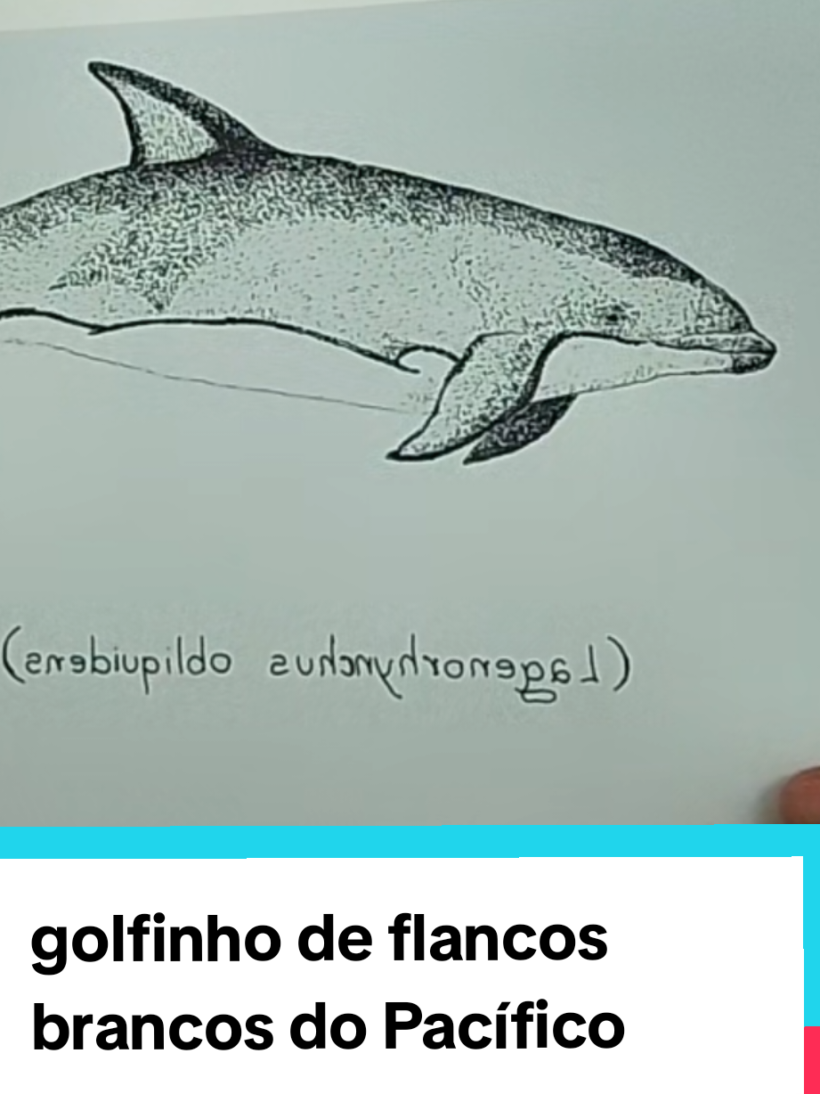 @Afonso Henrique