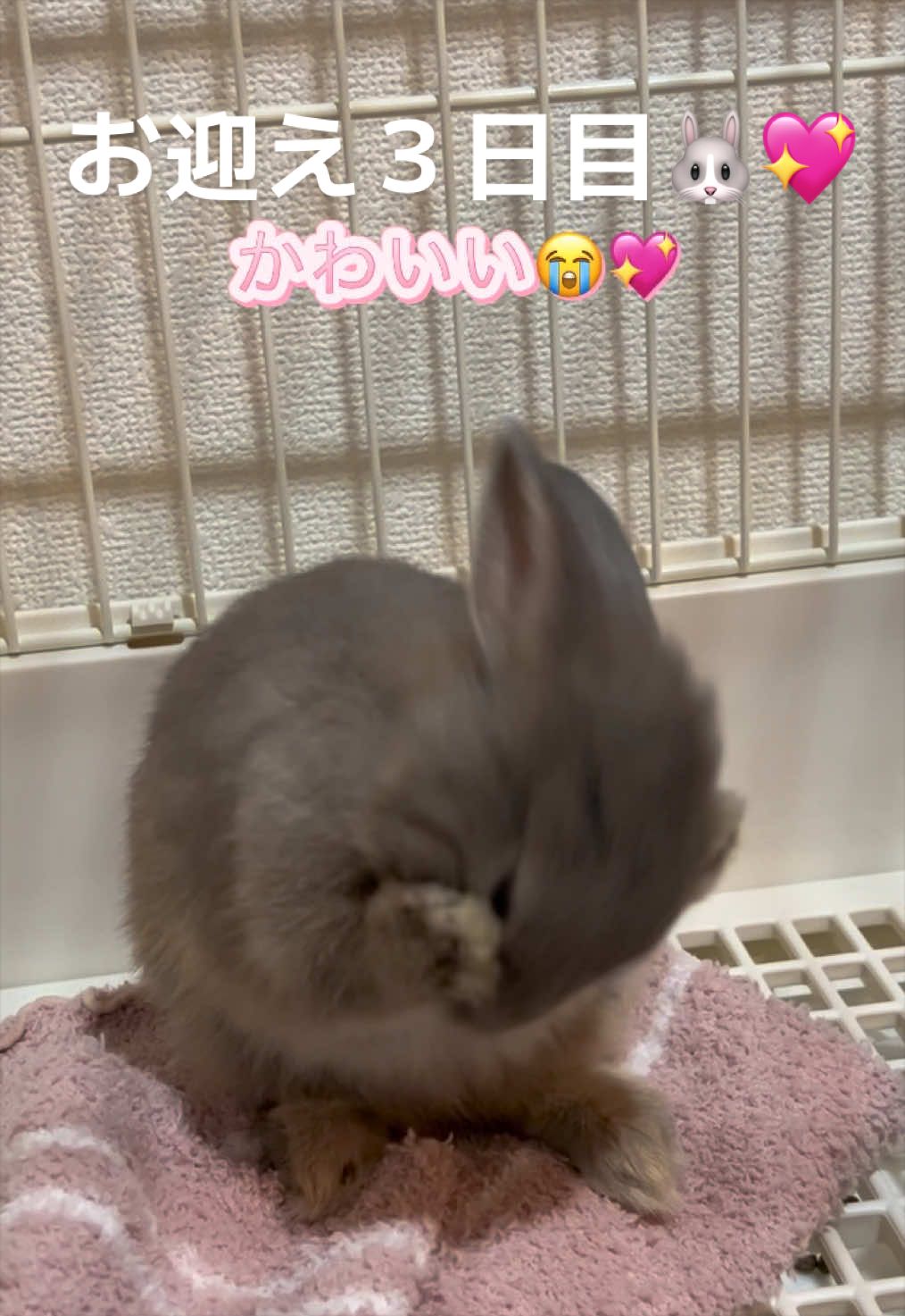 @メルナ🐰🌙2.5次元シンガー