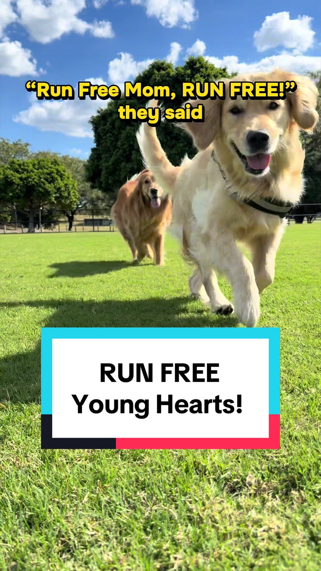 @3goldenretriever