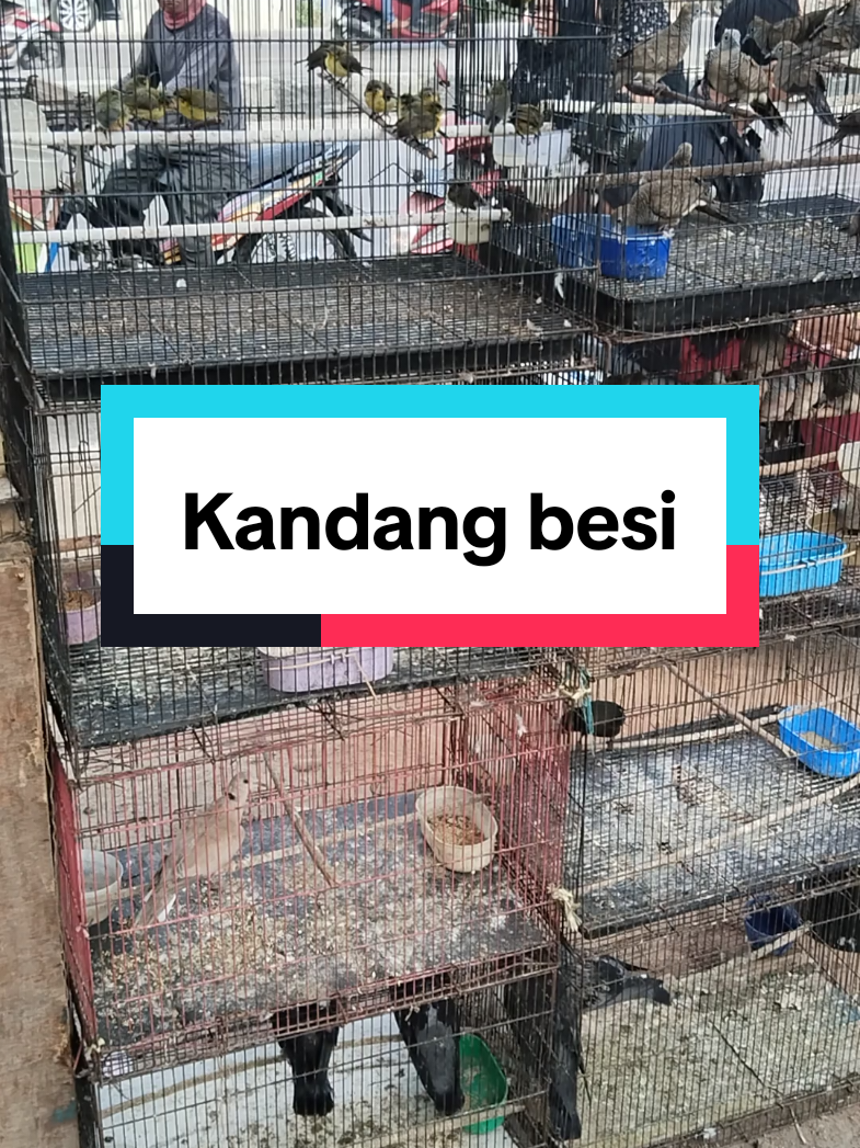@WONK CEDAL R