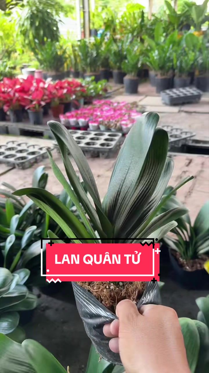@Cây Xanh Phong Hồng