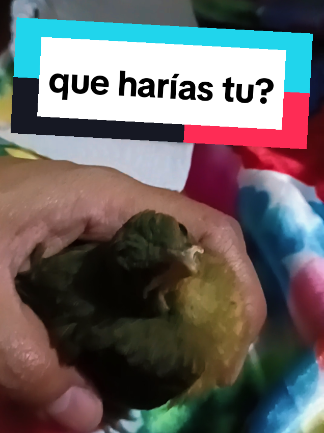 @Xochilita De Estrell