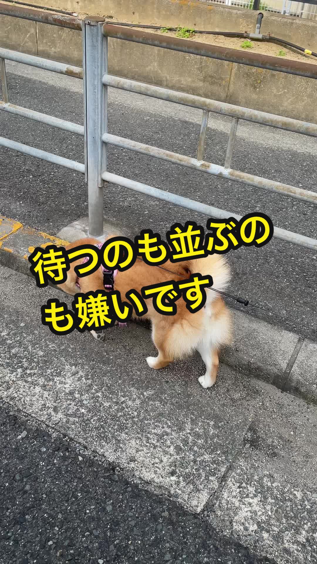 @特に柴犬が好きな人