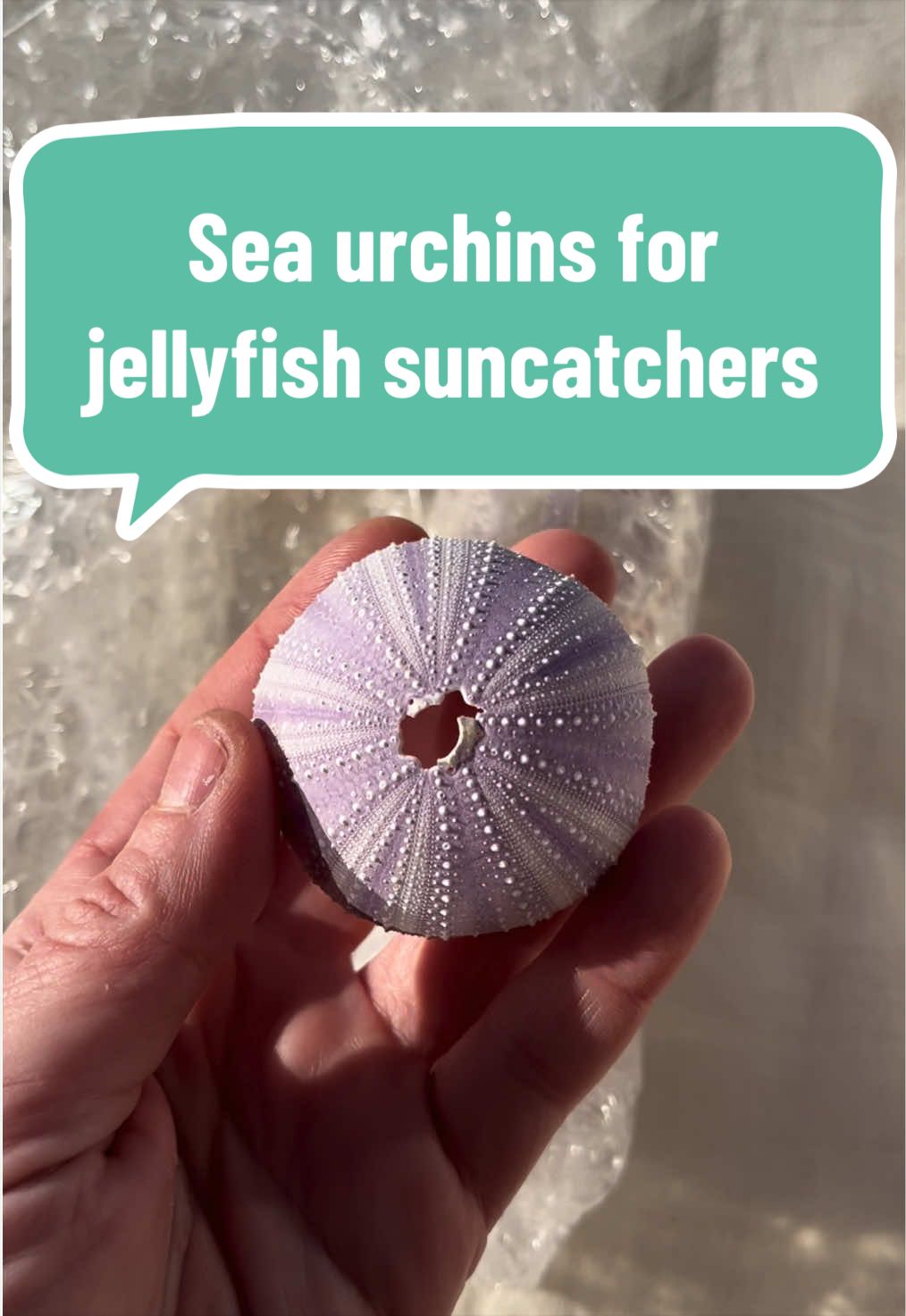 @Dusty J Designs | Shells