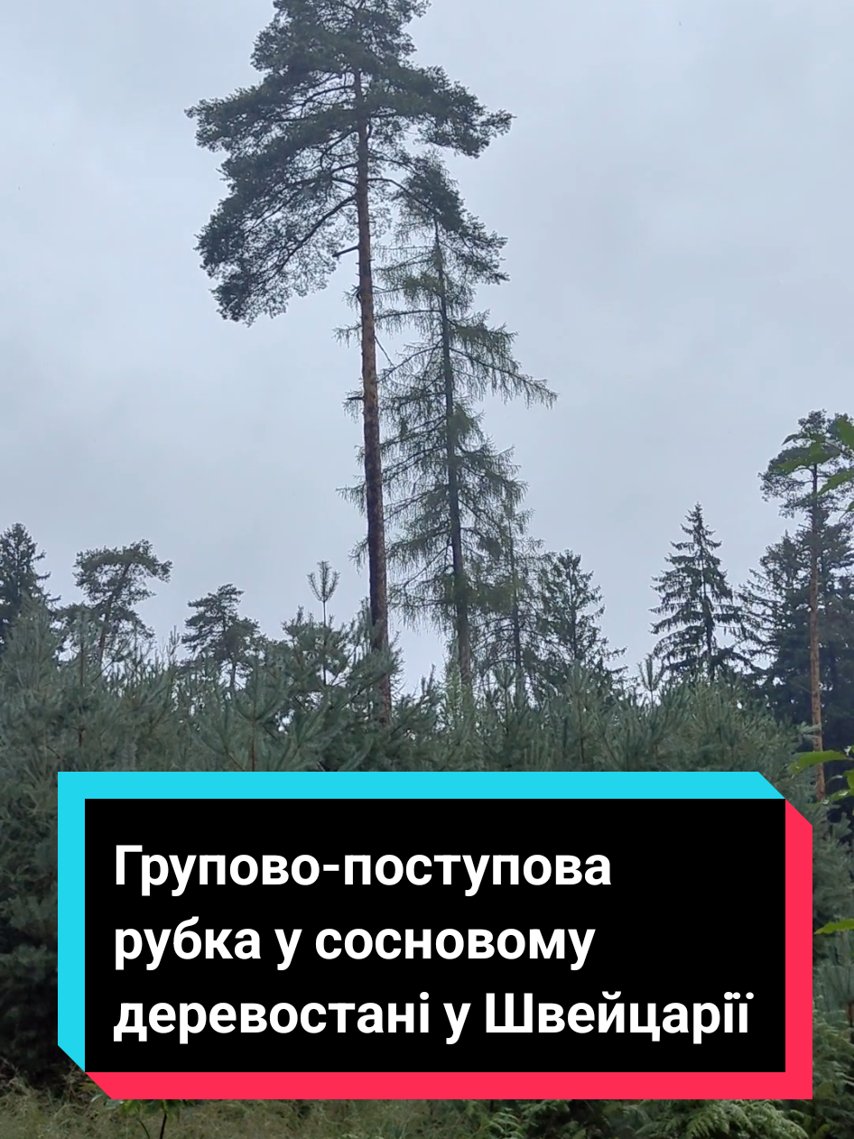 @Юрій Сірук