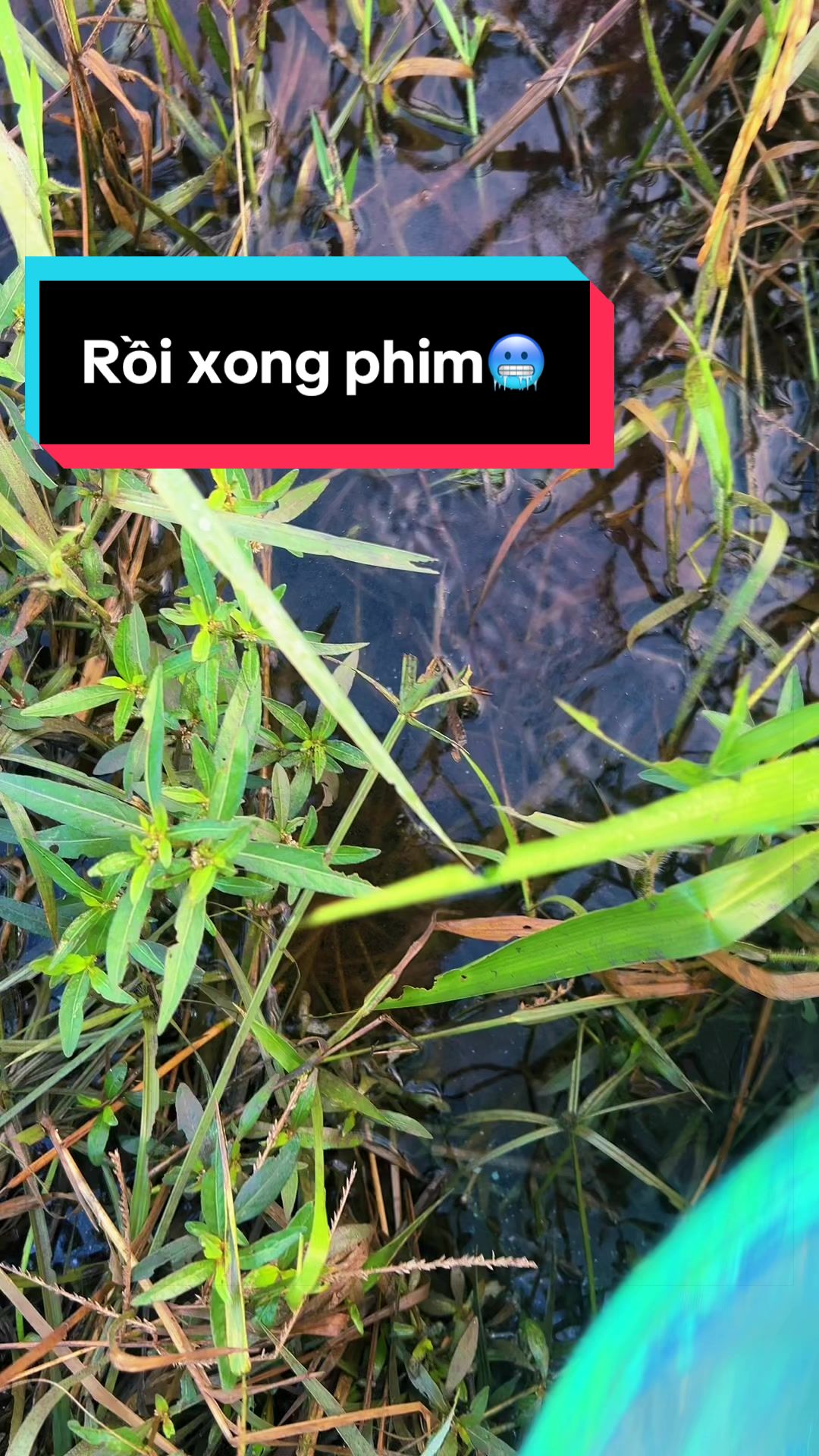 @Trại cá LỘC Betta & Guppy👑