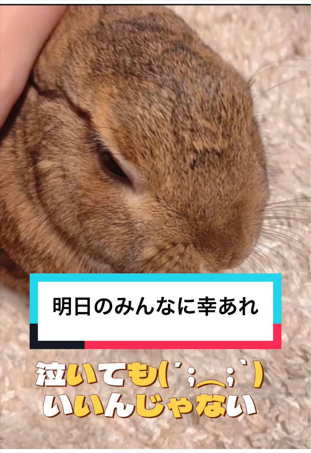 @さーちゃん🍩わらつぶ🐰