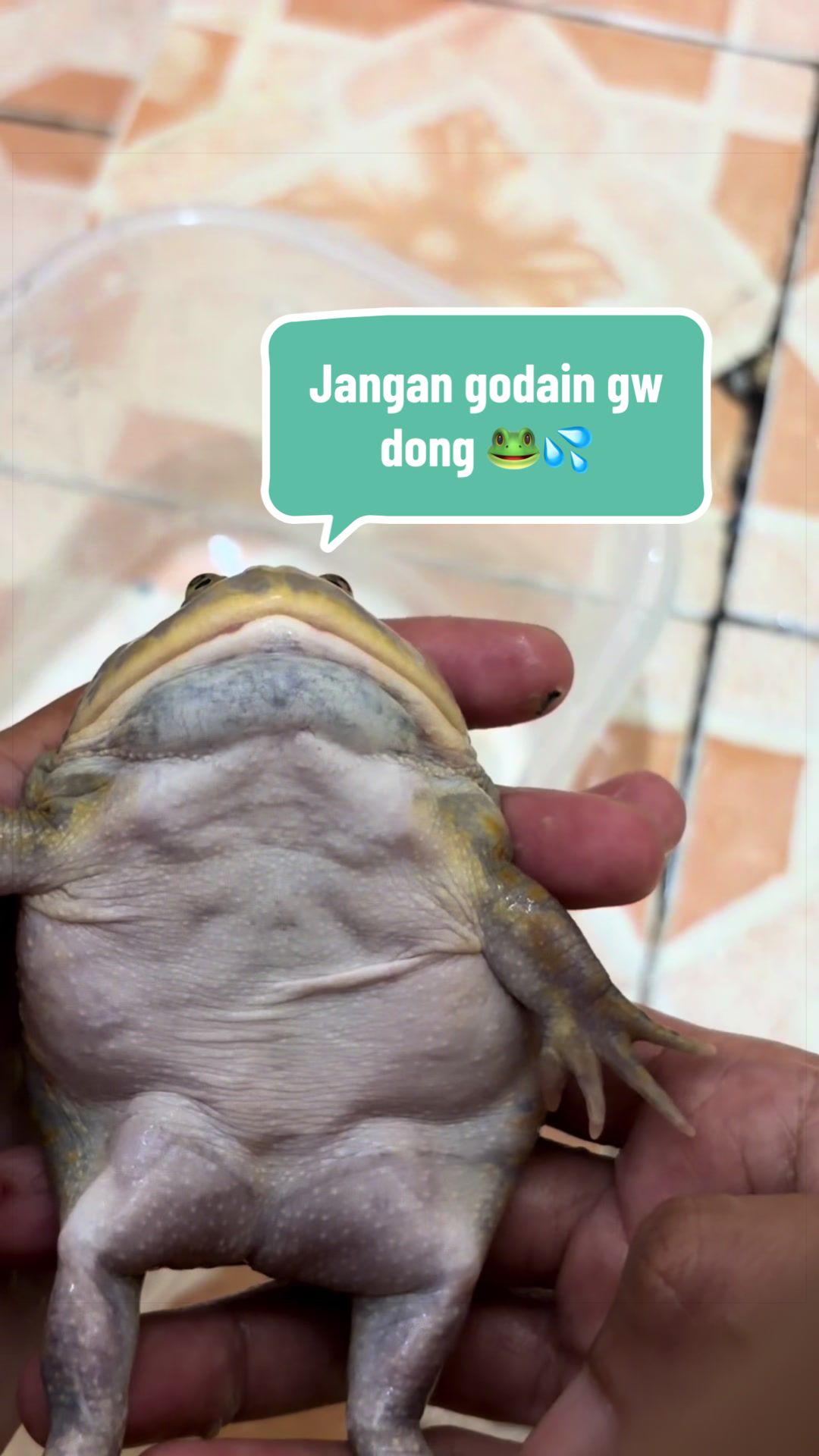 @Pet Journal Space