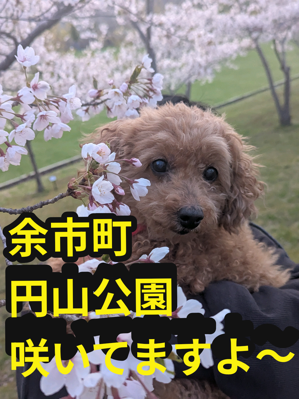 @U^ェ^U 小樽市に住む犬『まかろん』の飼い主