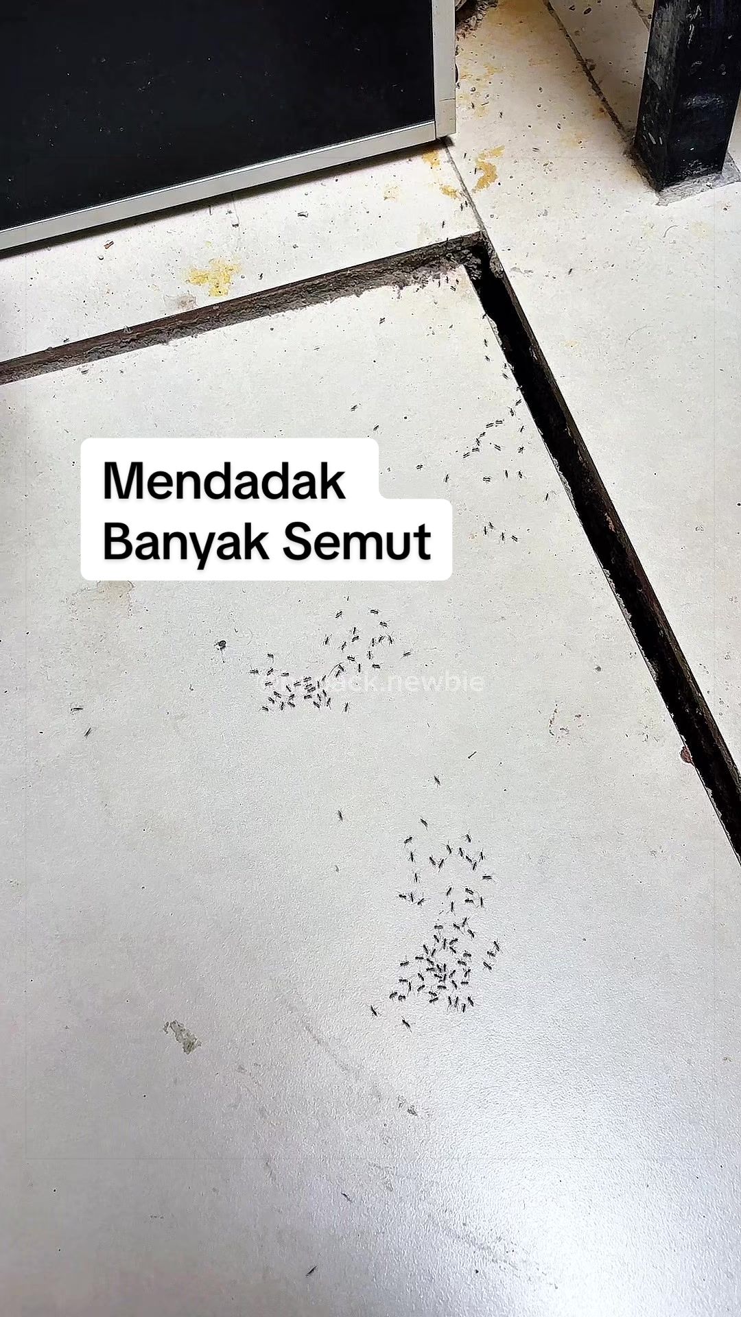 @Bapack Newbie