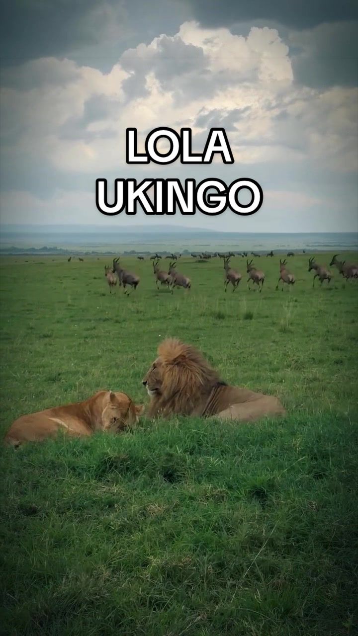 @𝓝 𝓪 𝓲 【Lion Expert】