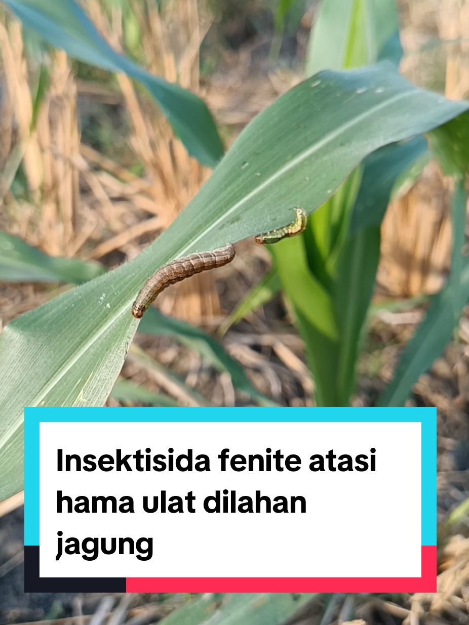 @tanipedia id