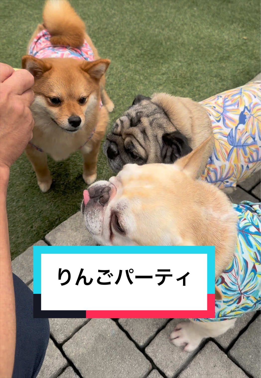 @🐶とん&ぺっぺこぺー🦊