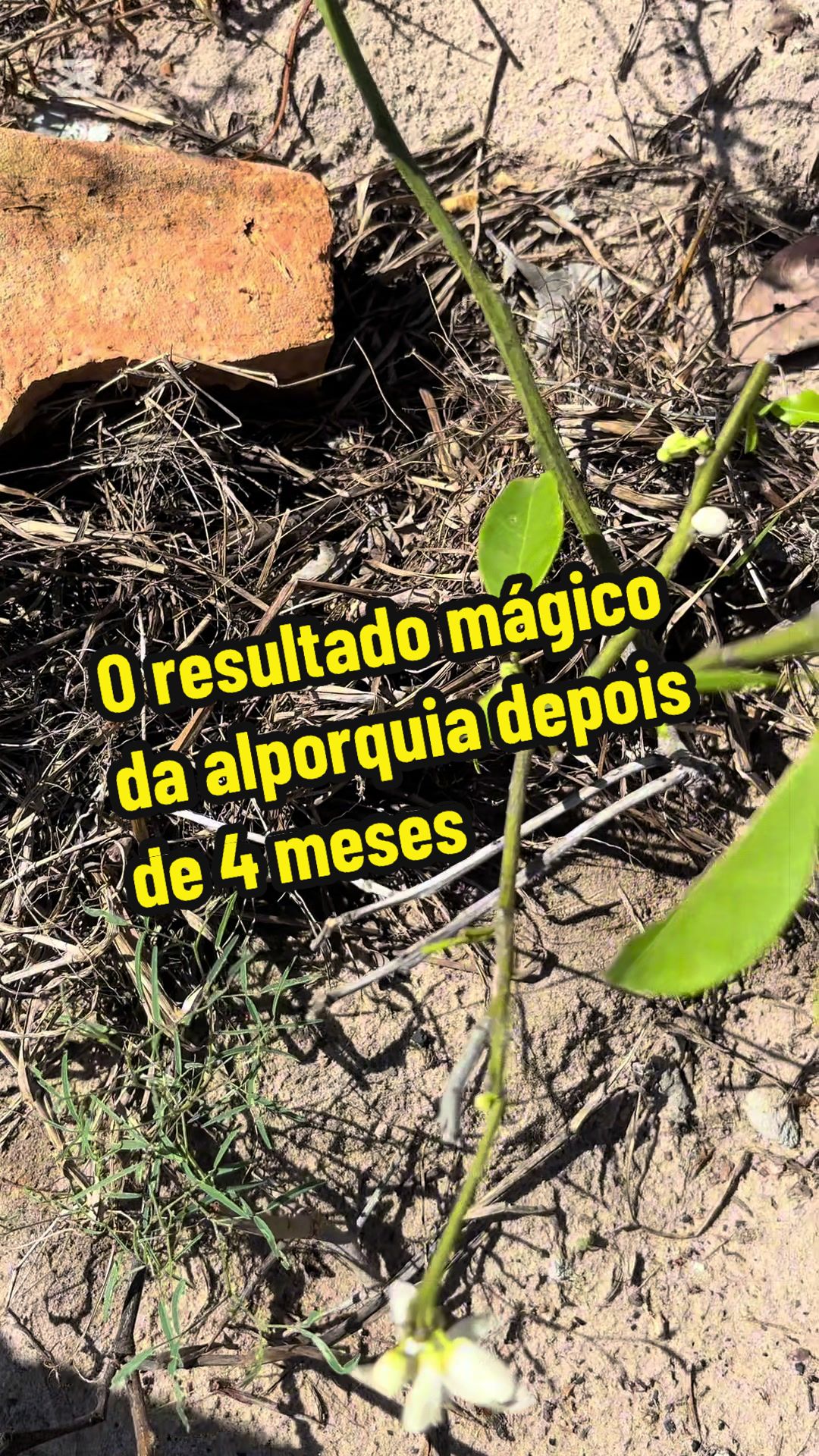 @Felicidade Gotine Firmino