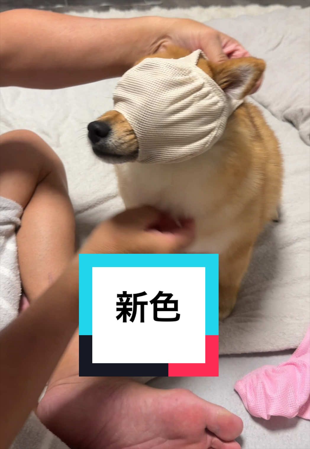 @🐶とん&ぺっぺこぺー🦊