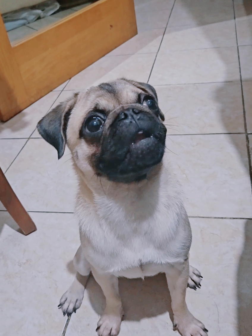 @Miso The Pug | Eat&Travel 🐾