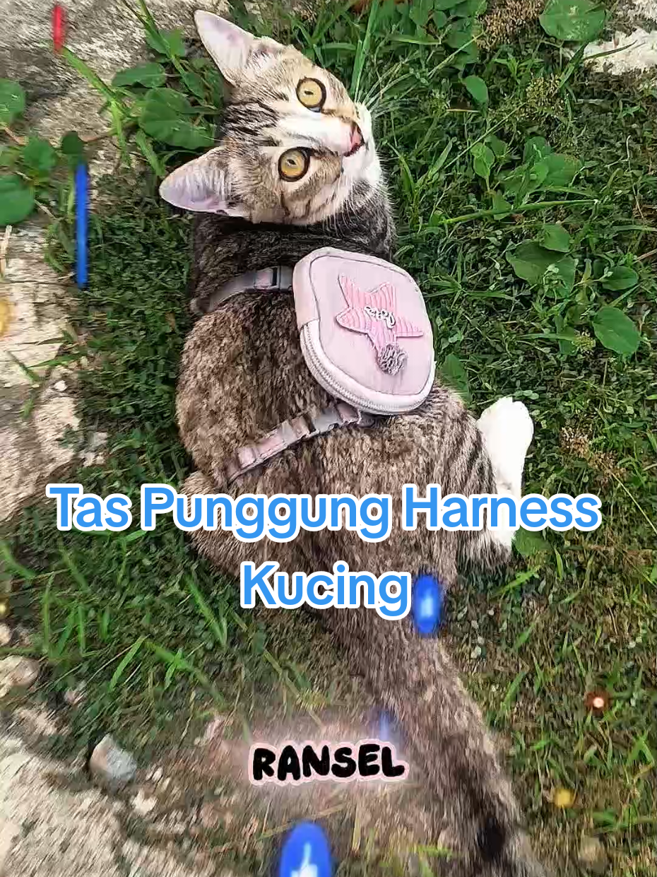 @Medayo Petcare
