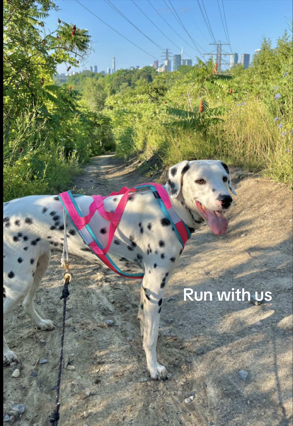 @Nevada the Dalmatian
