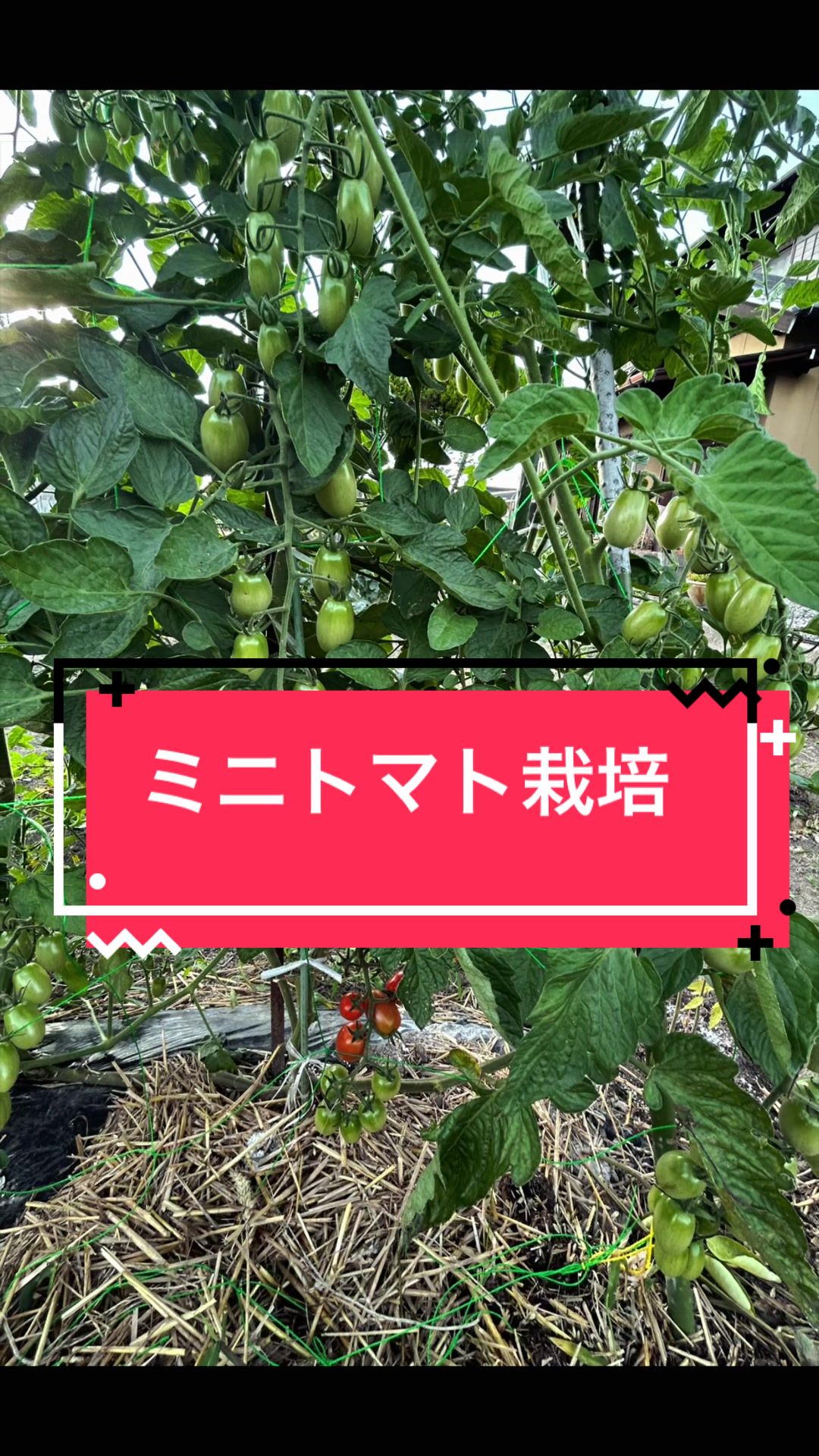 @カンキツ