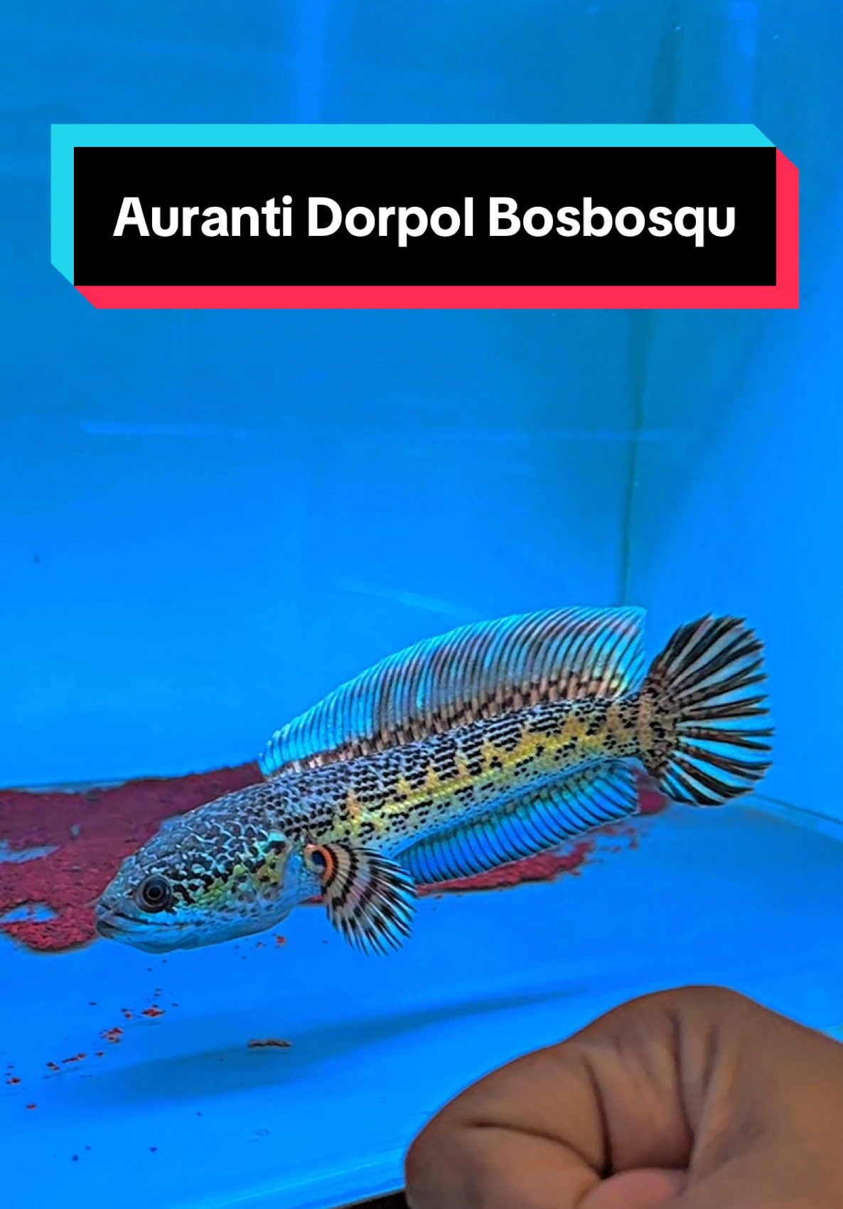 @bosbosqustorejogja
