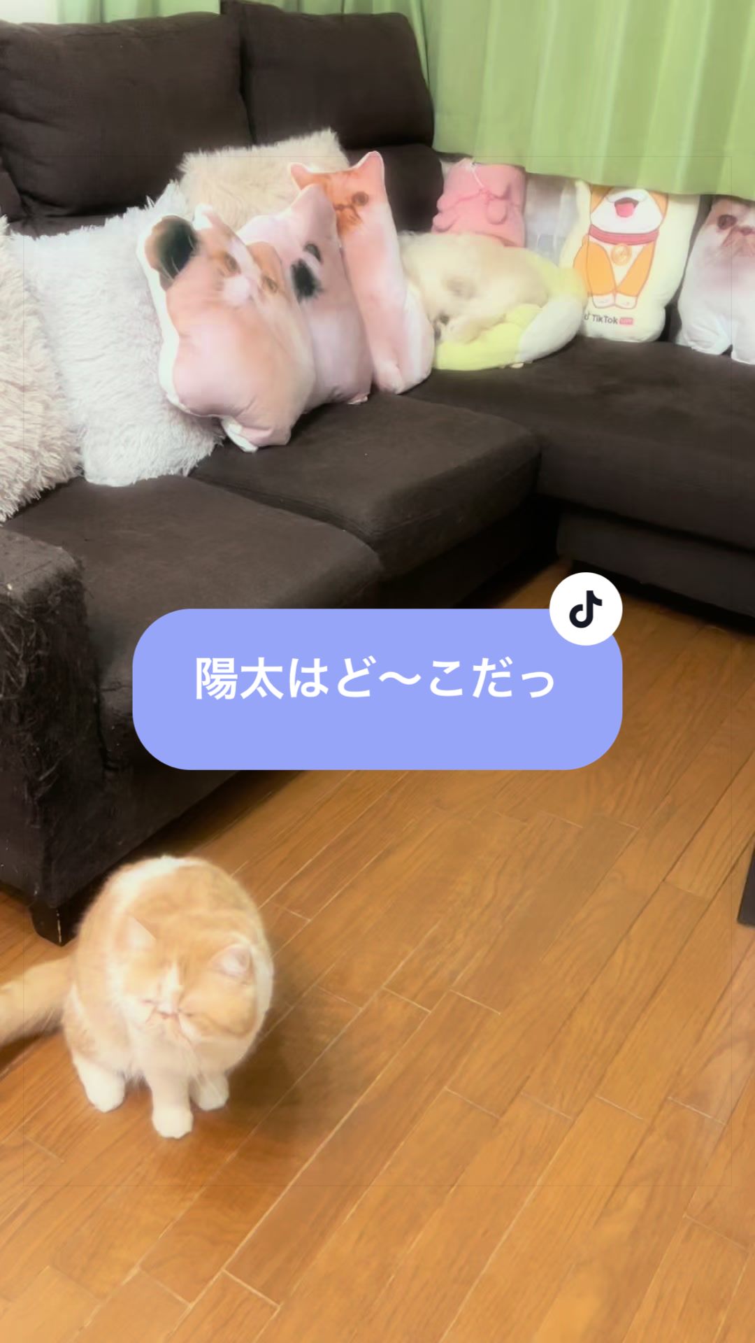 @chataro🐾🍯family