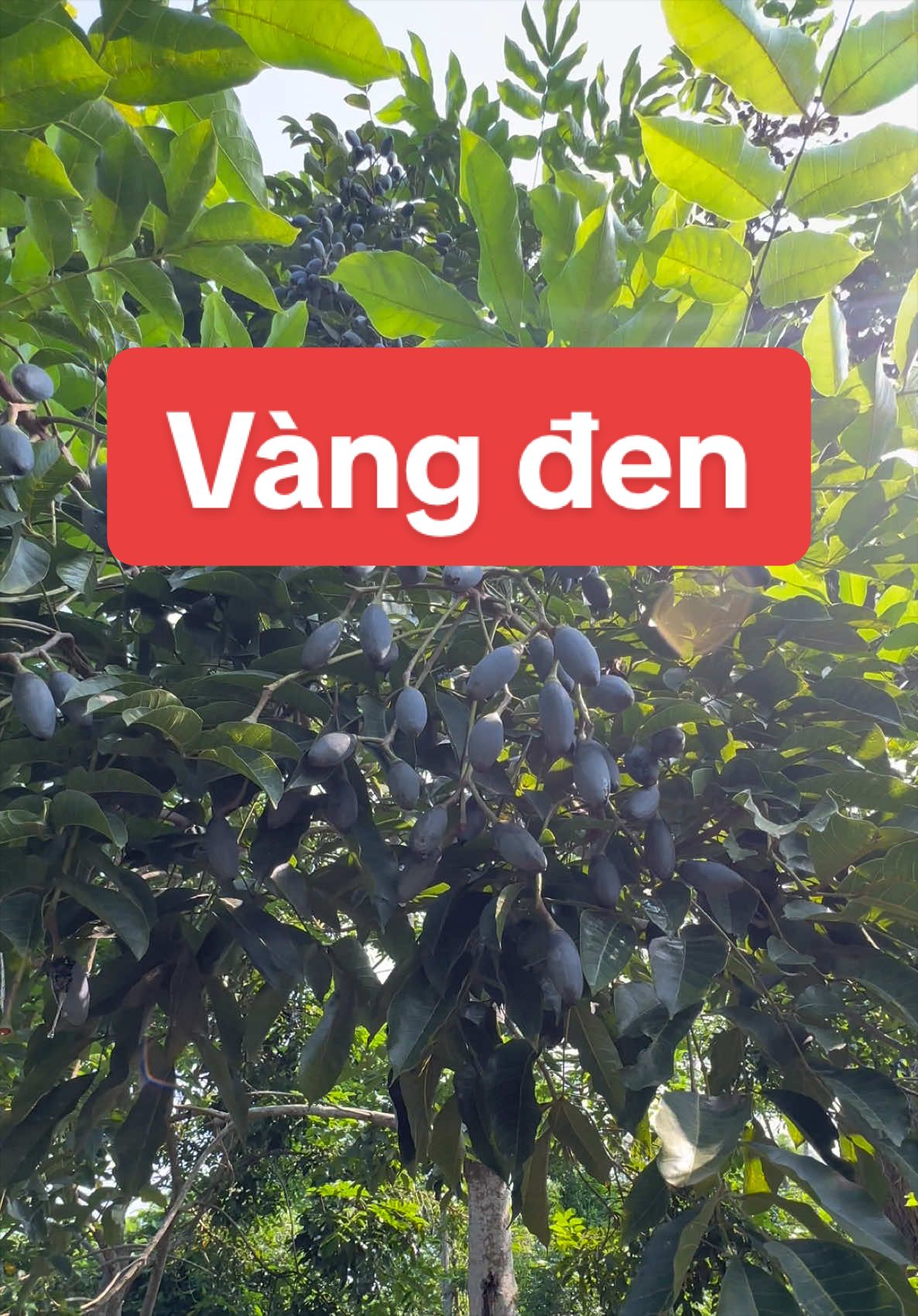 @Nh&agrave; Vườn Vũ Mai