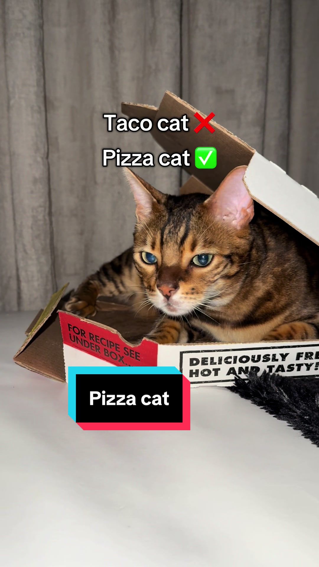 @Taco & Cookie 🐱🌮🍪🇺🇸🇿🇦