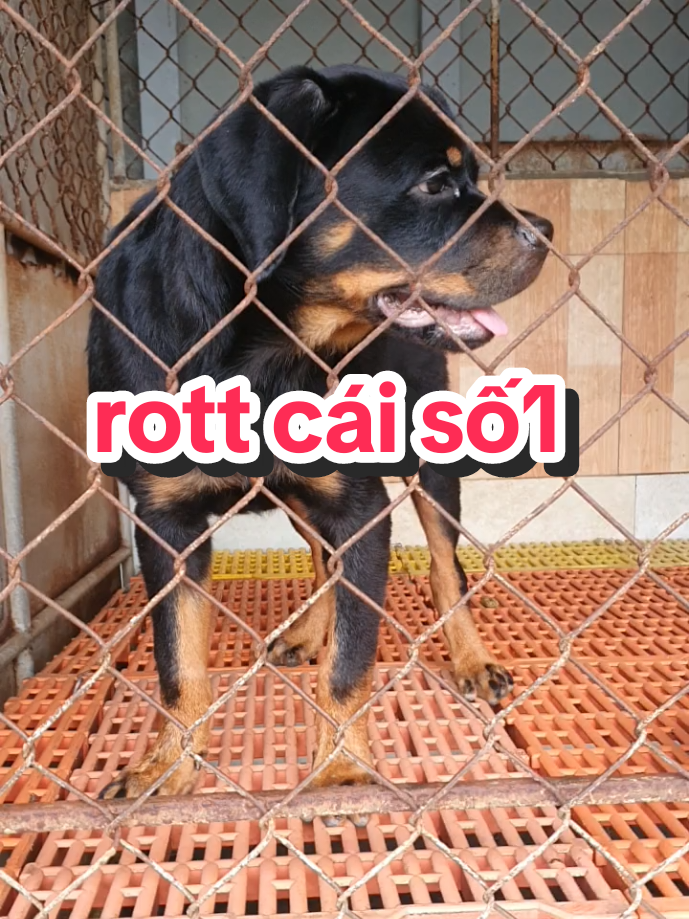 @Trại Ch&oacute; &Uacute;t S&aacute;u