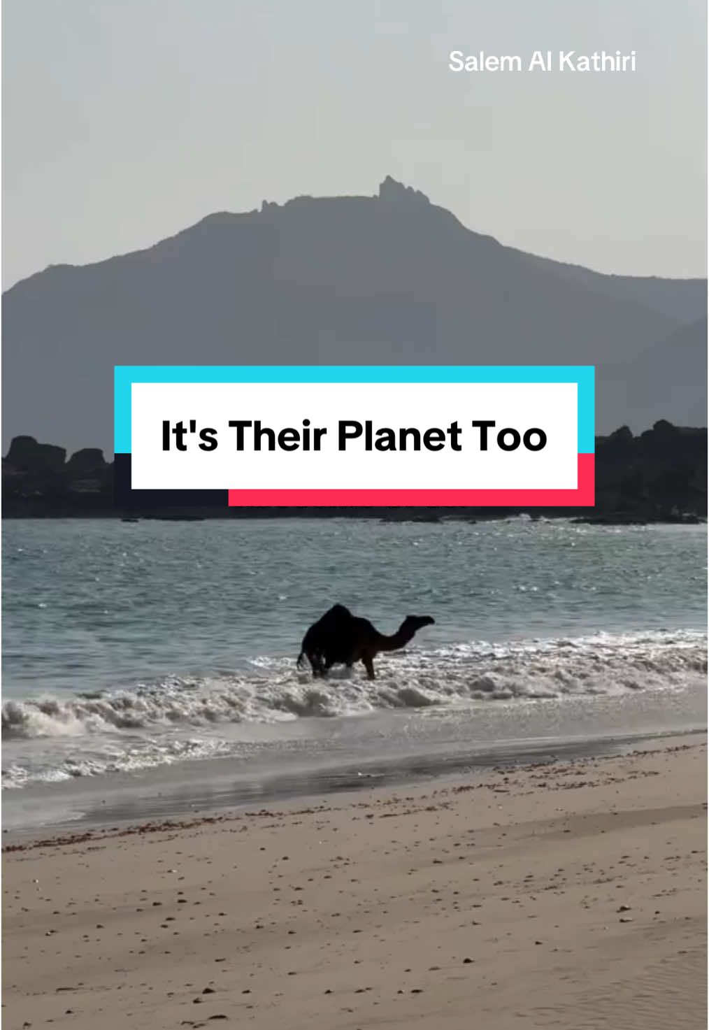 @Animal Save Movement