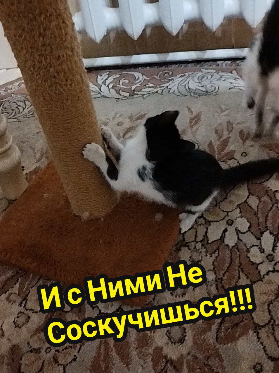 @IRINA