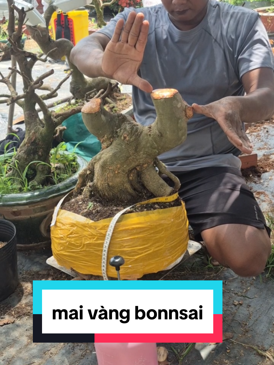 @Văn Long
