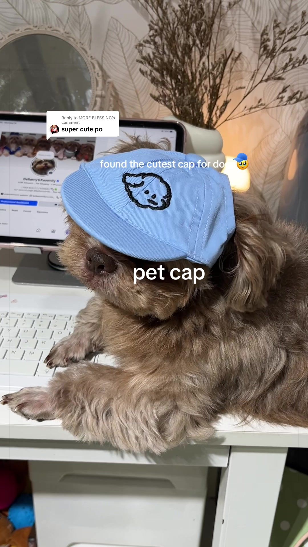 @Bellamy&Pawmily