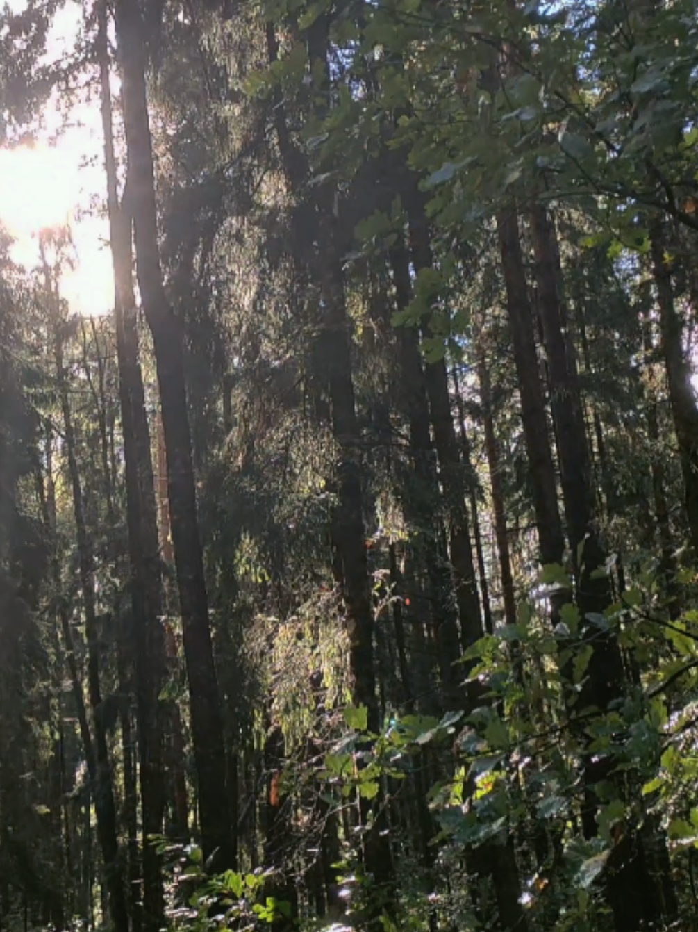 @khvoyny🌲