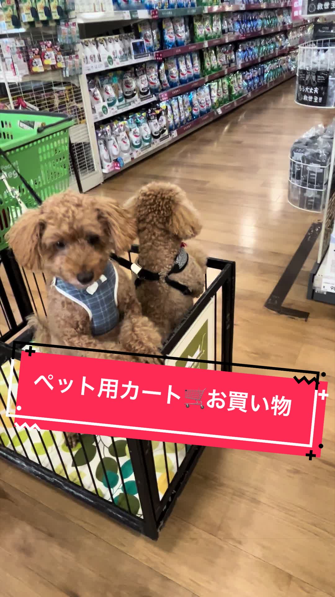 @カンキツ