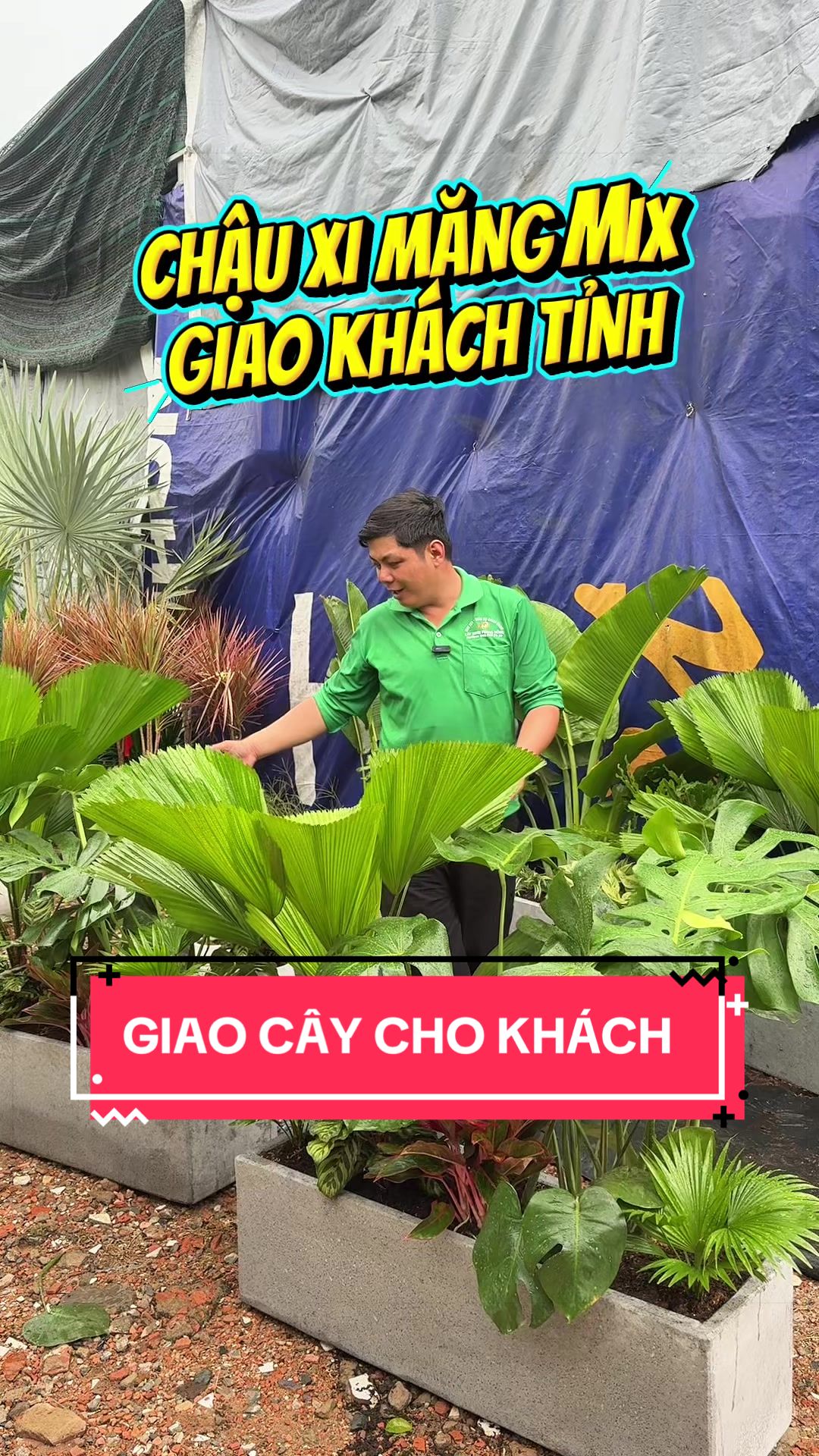 @C&acirc;y Xanh Phong Hồng