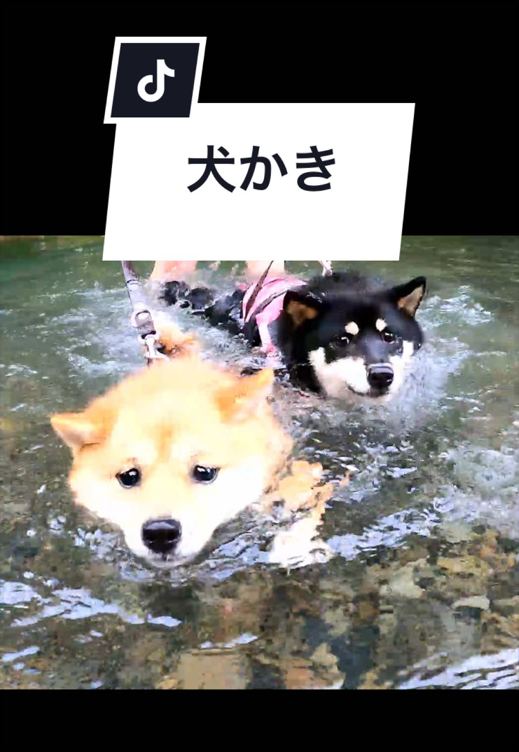 @豆柴あさのん🐻🦊