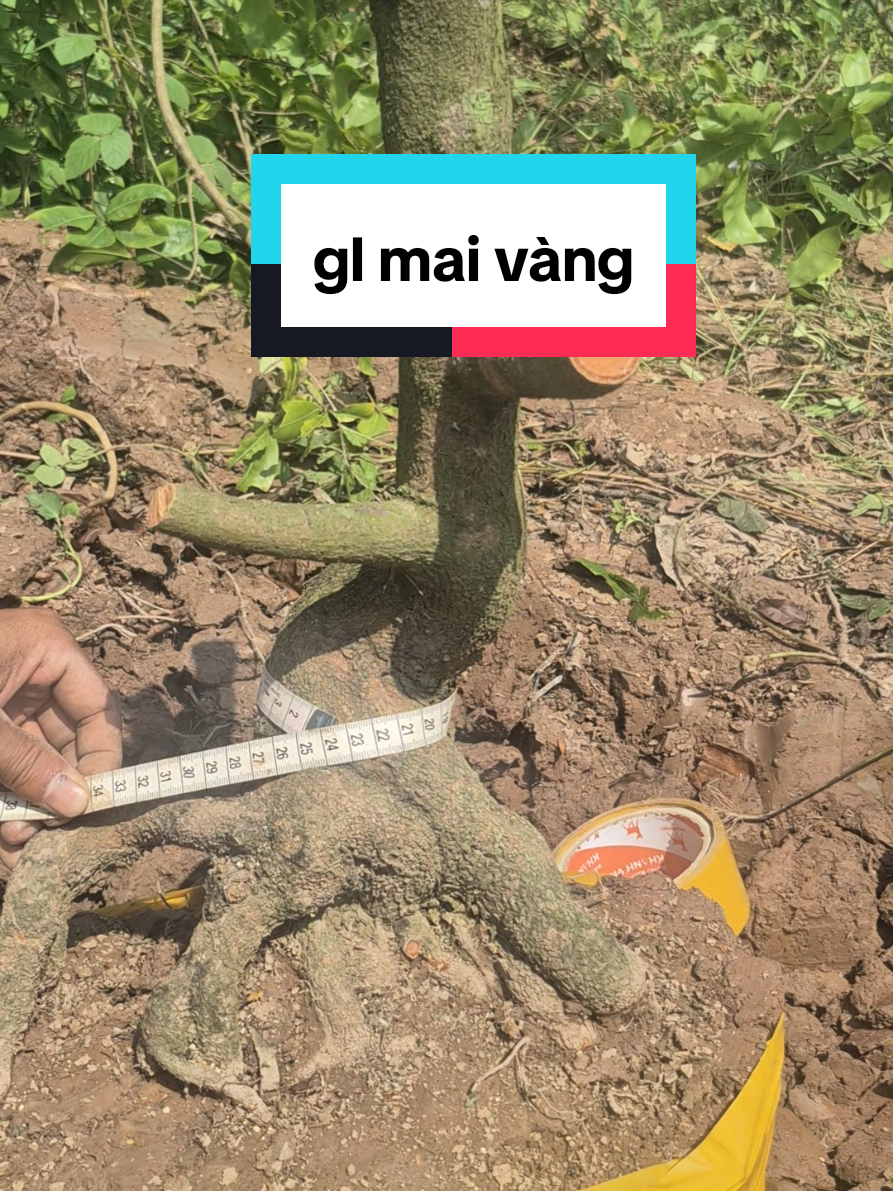 @Văn Long