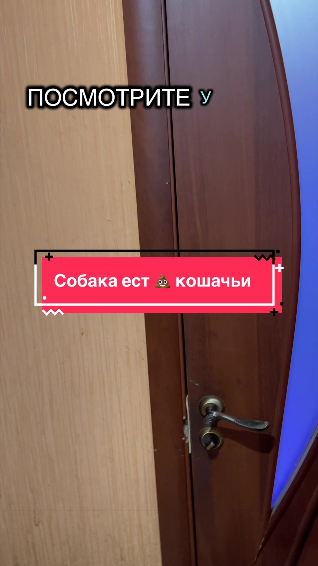 @Зооняня👉Алёна Ващенко