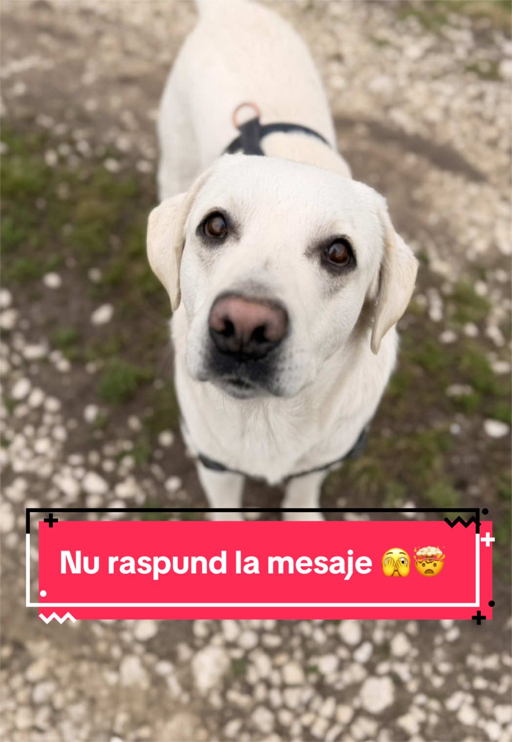 @Larisa🐾Taison