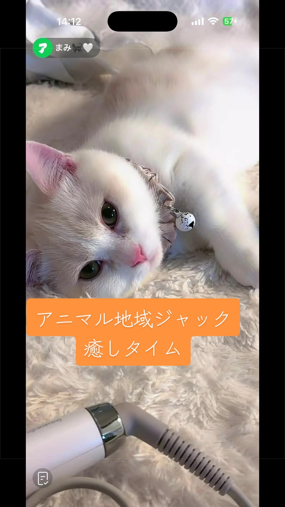 @6.10🎂まみ🐈&zwj;⬛🤍 きなこ🐈&zwj;⬛🤍