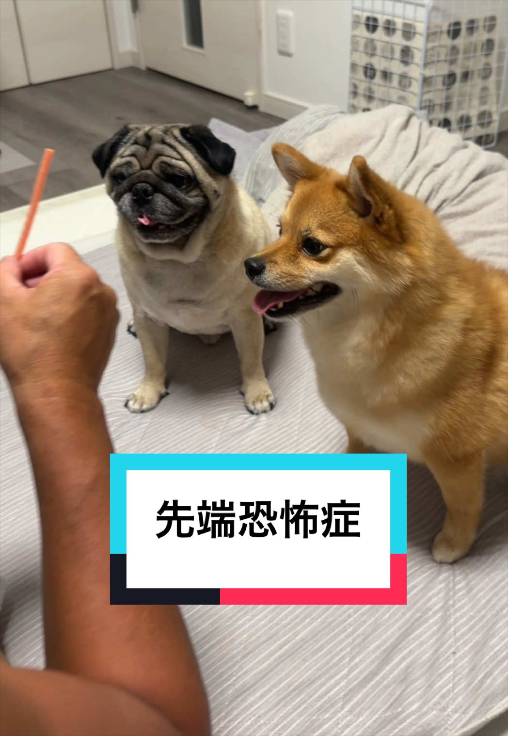 @9/28🎂おじ生誕祭🐶とん&ぺっぺこぺー🦊
