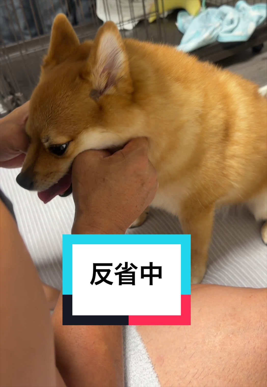 @🐶とん&ぺっぺこぺー🦊