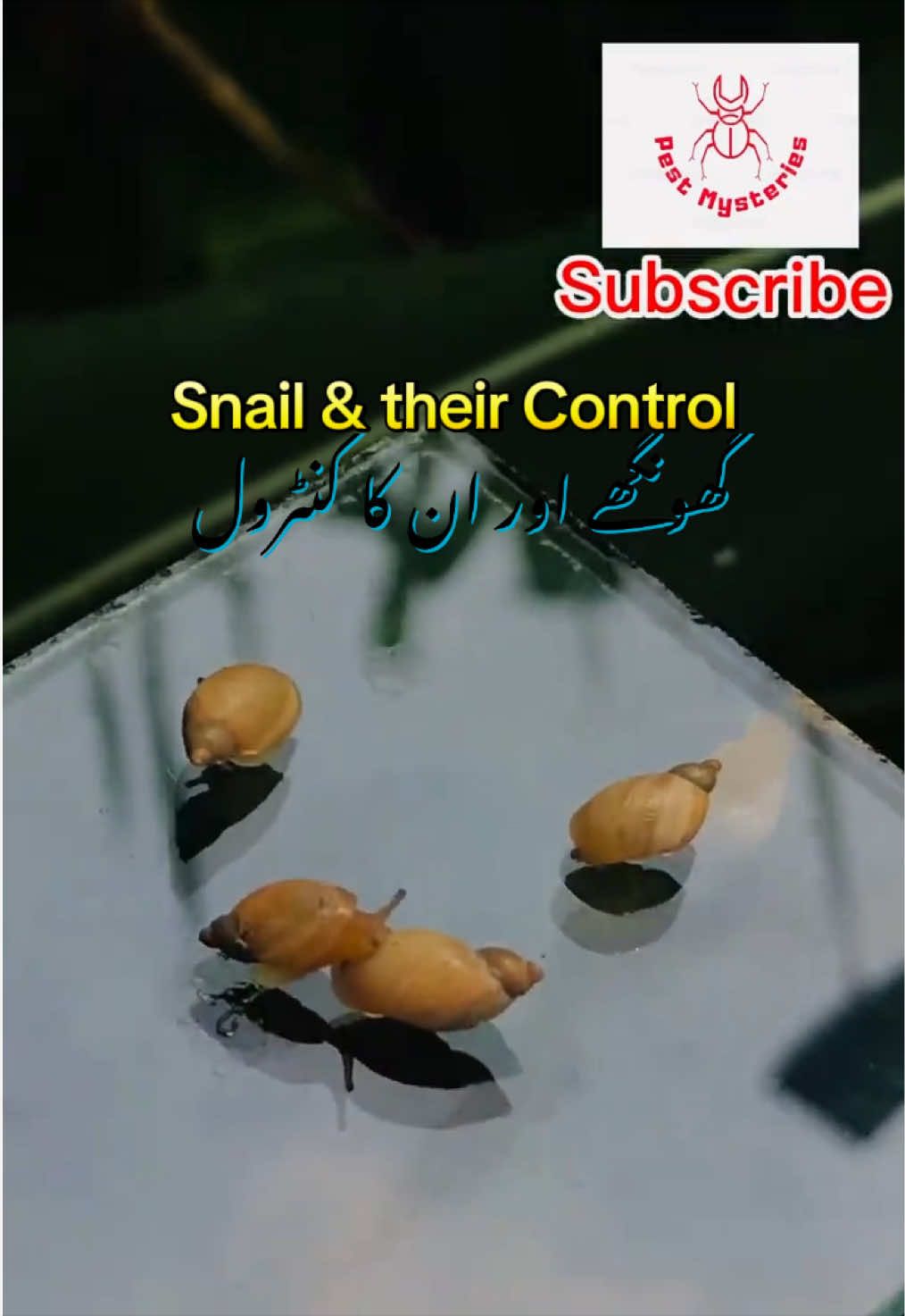 @Pest Mysteries