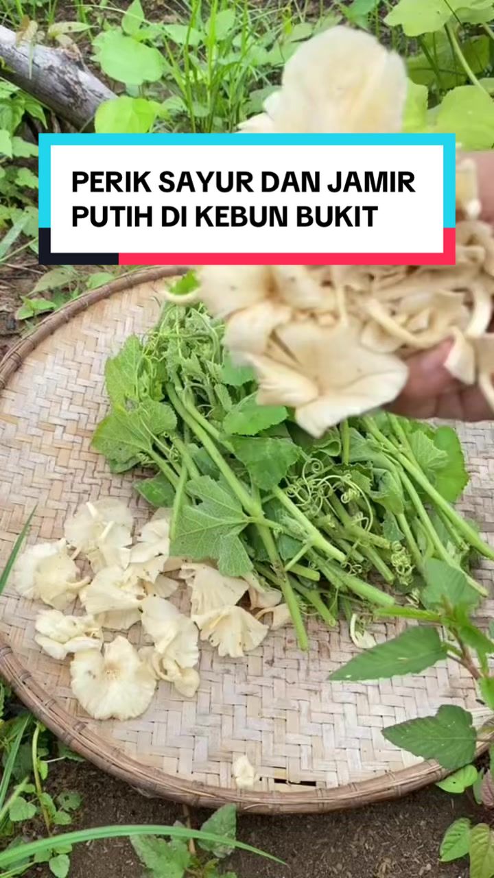 @Konco wiji 2