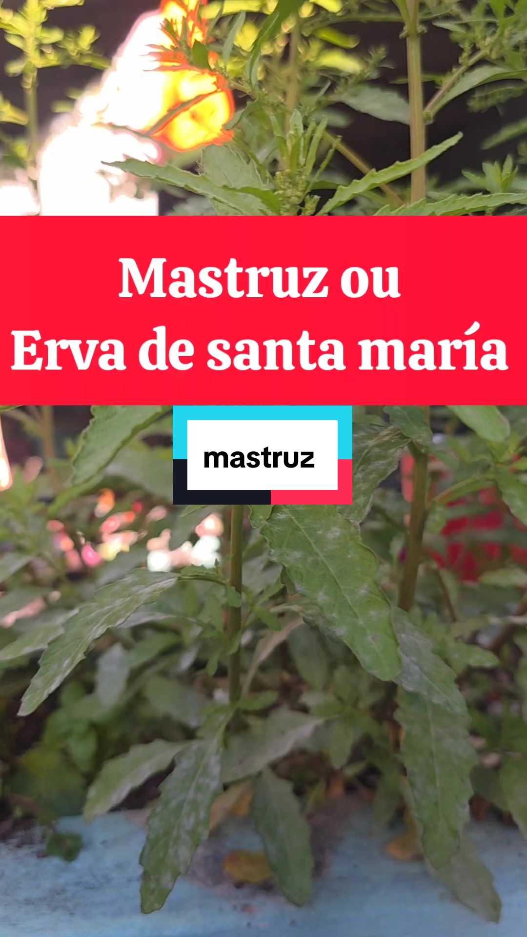 @Dicas e Receitas Naturais