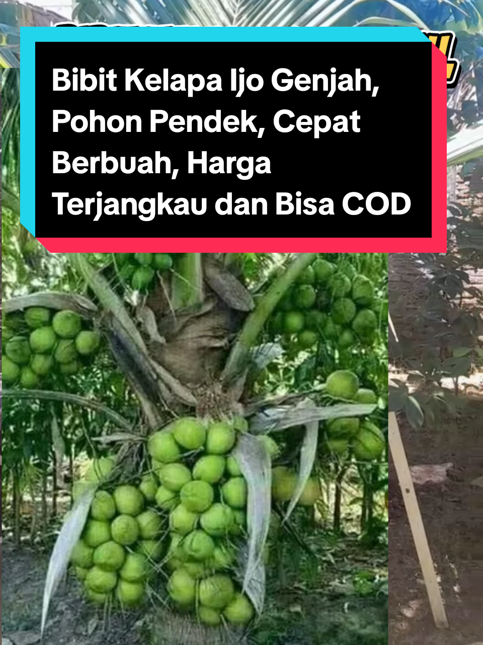 @ARI RADJA CHANNEL