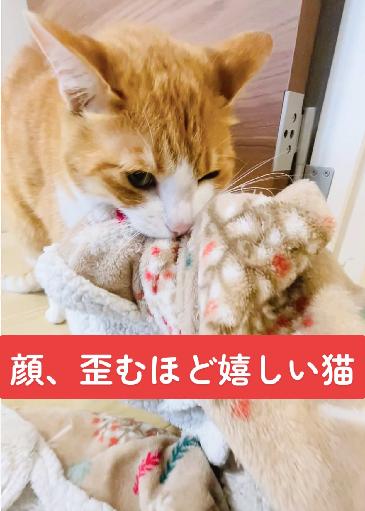 @みーこchannel